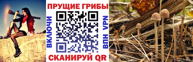 Галлюциногенные грибы мицелий  ссылка на мегу рабочий сайт  Котовск 